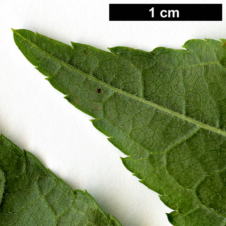 High resolution image: Family: Aquifoliaceae - Genus: Ilex - Taxon: montana